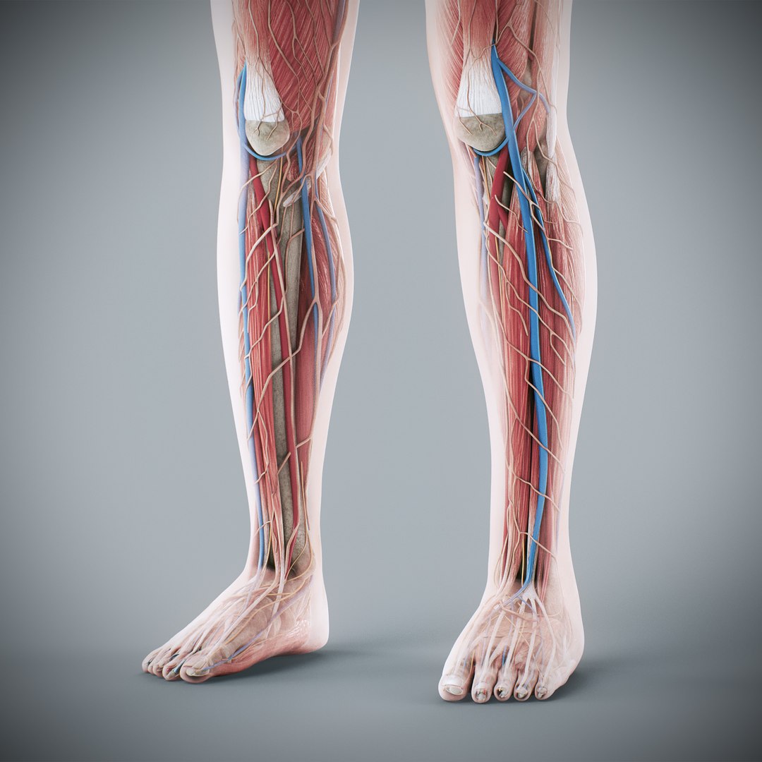 3d https://p.turbosquid.com/ts-thumb/ix/DEmZHd/0O/humanmaleandfemalecompleteanatomy83/jpg/1748534787/1920x1080/fit_q87/c23b3505719a58b67f82cbf714fb42cf4b9642d1/humanmaleandfemalecompleteanatomy83.jpg