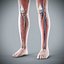 Human Male  Female Complete Anatomy