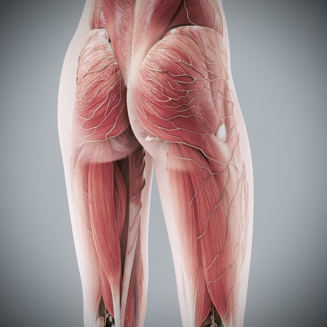 3d https://p.turbosquid.com/ts-thumb/ix/DEmZHd/0V/humanmaleandfemalecompleteanatomy78/jpg/1748534785/1920x1080/fit_q87/bbe2b48e086e9d9449801bc5864e03547e148891/humanmaleandfemalecompleteanatomy78.jpg