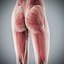 Human Male  Female Complete Anatomy