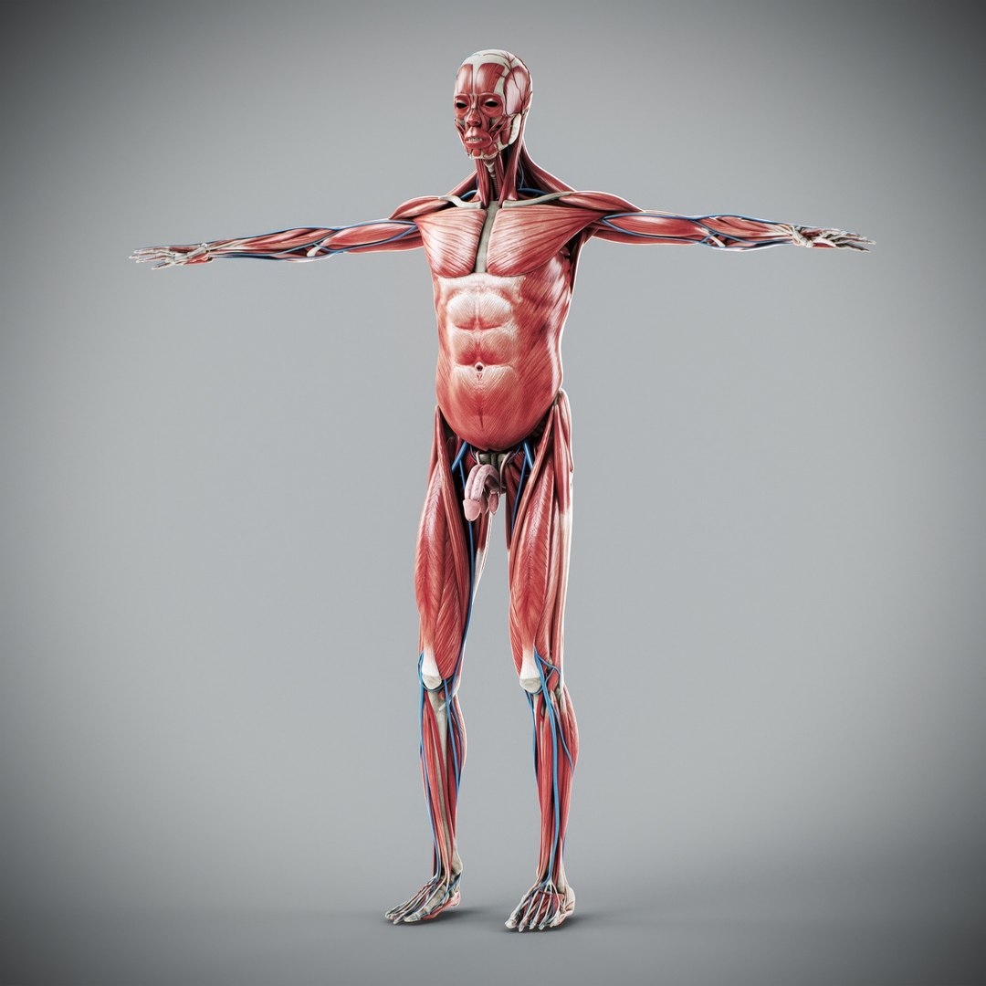 3d https://p.turbosquid.com/ts-thumb/ix/DEmZHd/1h/humanmaleandfemalecompleteanatomy46/jpg/1748534769/1920x1080/fit_q87/000ff7a7c77a5400267c7b78543a6c79e4a3ca22/humanmaleandfemalecompleteanatomy46.jpg