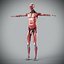 Human Male  Female Complete Anatomy