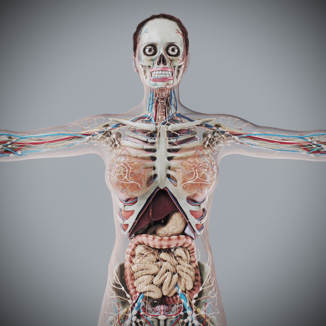 3d https://p.turbosquid.com/ts-thumb/ix/DEmZHd/2m/humanmaleandfemalecompleteanatomy14/jpg/1748534753/1920x1080/fit_q87/8f394d437a6ddcaee0d3400c95a451909df49729/humanmaleandfemalecompleteanatomy14.jpg