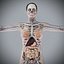 Human Male  Female Complete Anatomy