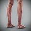 Human Male  Female Complete Anatomy