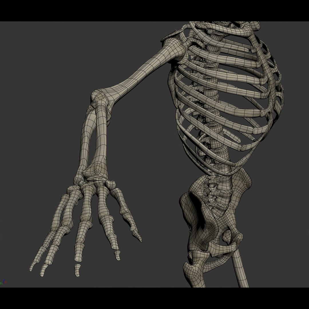 3d https://p.turbosquid.com/ts-thumb/ix/DEmZHd/5U/humanmaleandfemalecompleteanatomy95/jpg/1748534793/1920x1080/fit_q87/b1e682928ccd4dc7f495f5d37191b6048891bc37/humanmaleandfemalecompleteanatomy95.jpg