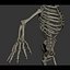 Human Male  Female Complete Anatomy