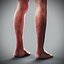 Human Male  Female Complete Anatomy