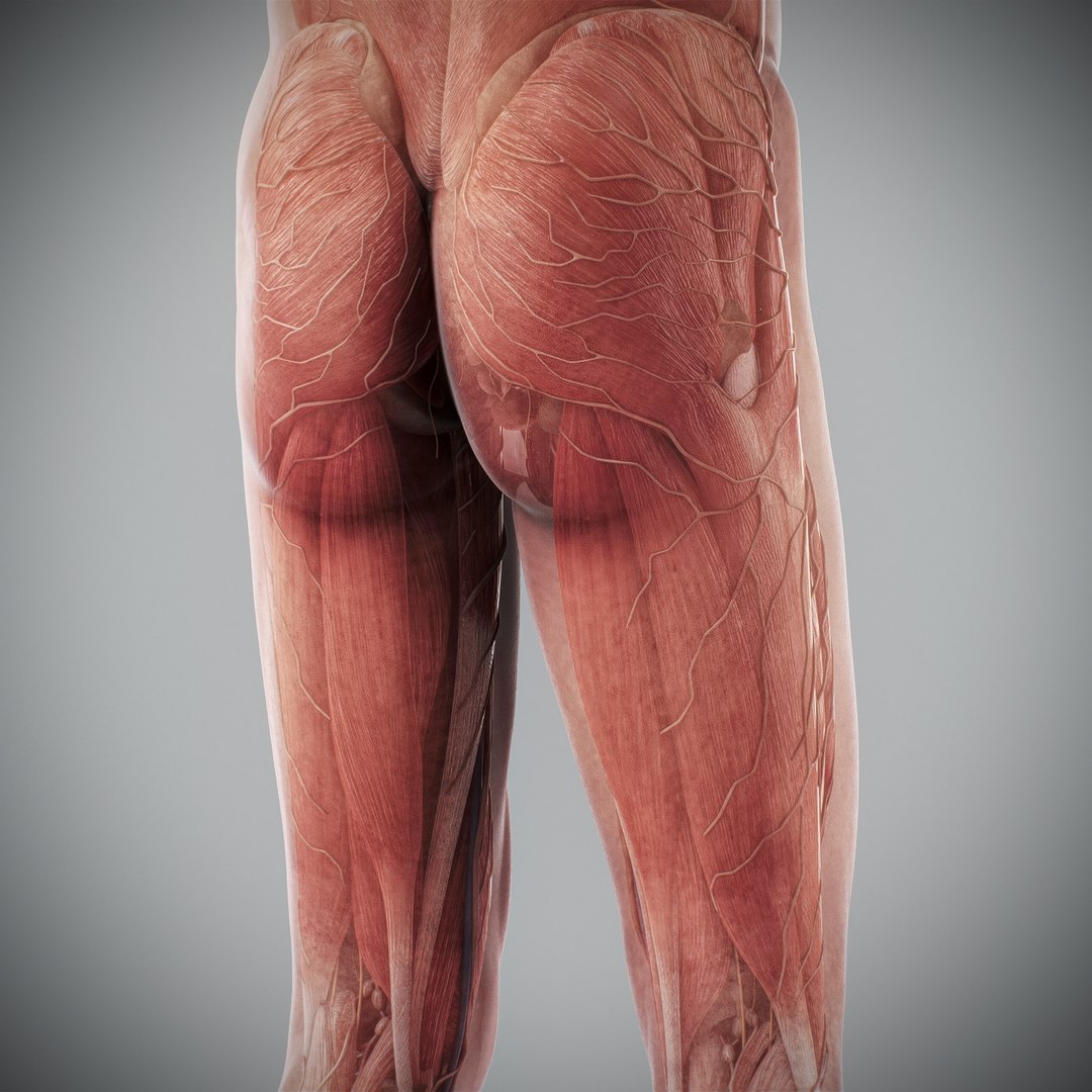 3d https://p.turbosquid.com/ts-thumb/ix/DEmZHd/5i/humanmaleandfemalecompleteanatomy75/jpg/1748534783/1920x1080/fit_q87/e22833dc5da4ec0ee3a5fe04285b52a520ad648e/humanmaleandfemalecompleteanatomy75.jpg