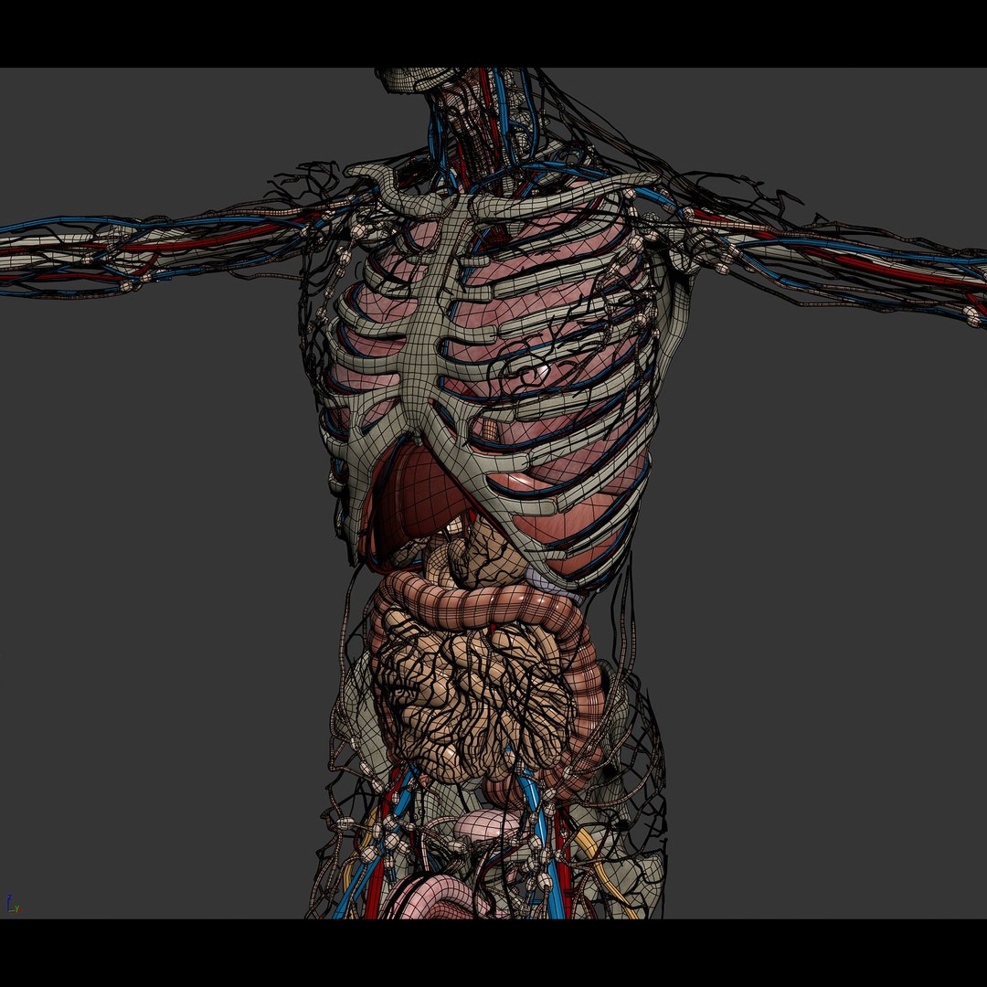 3d https://p.turbosquid.com/ts-thumb/ix/DEmZHd/8h/humanmaleandfemalecompleteanatomy22/jpg/1748534757/1920x1080/fit_q87/47b7851e4efe9eb1b965777acff2c085faf8c6b8/humanmaleandfemalecompleteanatomy22.jpg