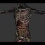 Human Male  Female Complete Anatomy