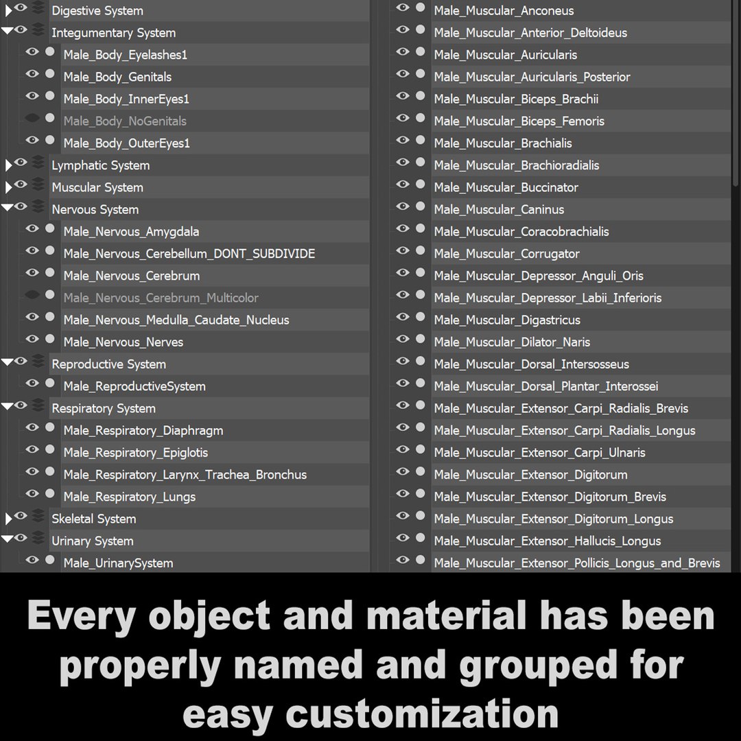 3d https://p.turbosquid.com/ts-thumb/ix/DEmZHd/8i/humanmaleandfemalecompleteanatomy35/jpg/1748534763/1920x1080/fit_q87/b24b75b39af0d992fbd482890ef7468d7cdb122c/humanmaleandfemalecompleteanatomy35.jpg