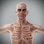 Human Male  Female Complete Anatomy