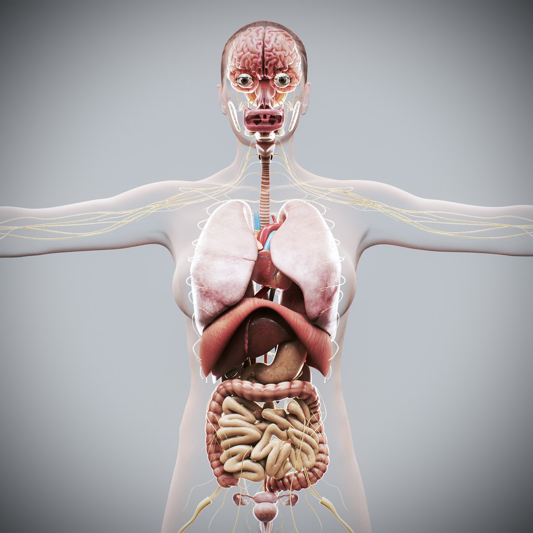 3d https://p.turbosquid.com/ts-thumb/ix/DEmZHd/BN/humanmaleandfemalecompleteanatomy15/jpg/1748534753/1920x1080/fit_q87/fb59783ac1cc525a9f13df6d58773d66cef9d9c2/humanmaleandfemalecompleteanatomy15.jpg