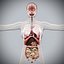 Human Male  Female Complete Anatomy