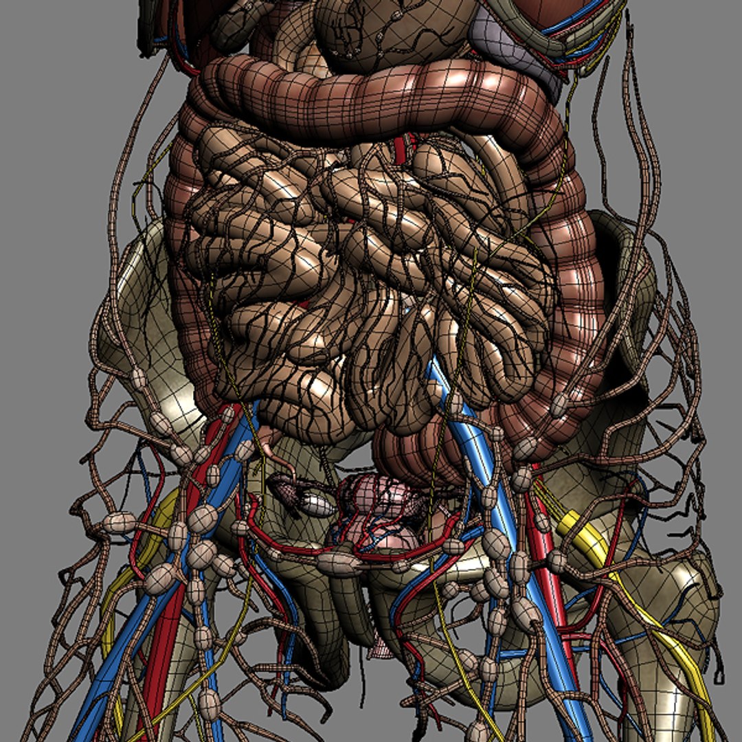 Модель органов человека. Анатомия органов человека в 3д. Внутренние органы 3д модель.