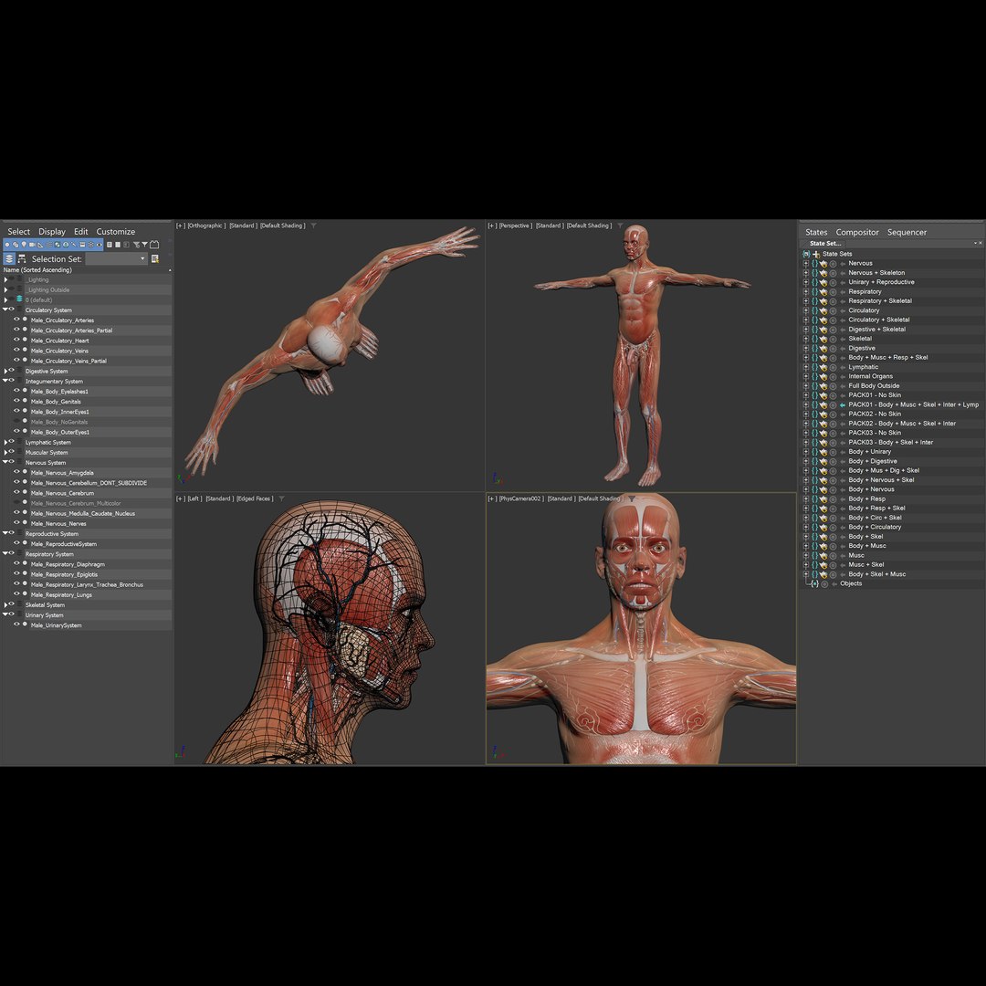 3d https://p.turbosquid.com/ts-thumb/ix/DEmZHd/Dg/humanmaleandfemalecompleteanatomy17/jpg/1748534754/1920x1080/fit_q87/507fdc2cdc5596355b3a0d2ba699f2027ac5f98e/humanmaleandfemalecompleteanatomy17.jpg