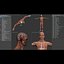 Human Male  Female Complete Anatomy