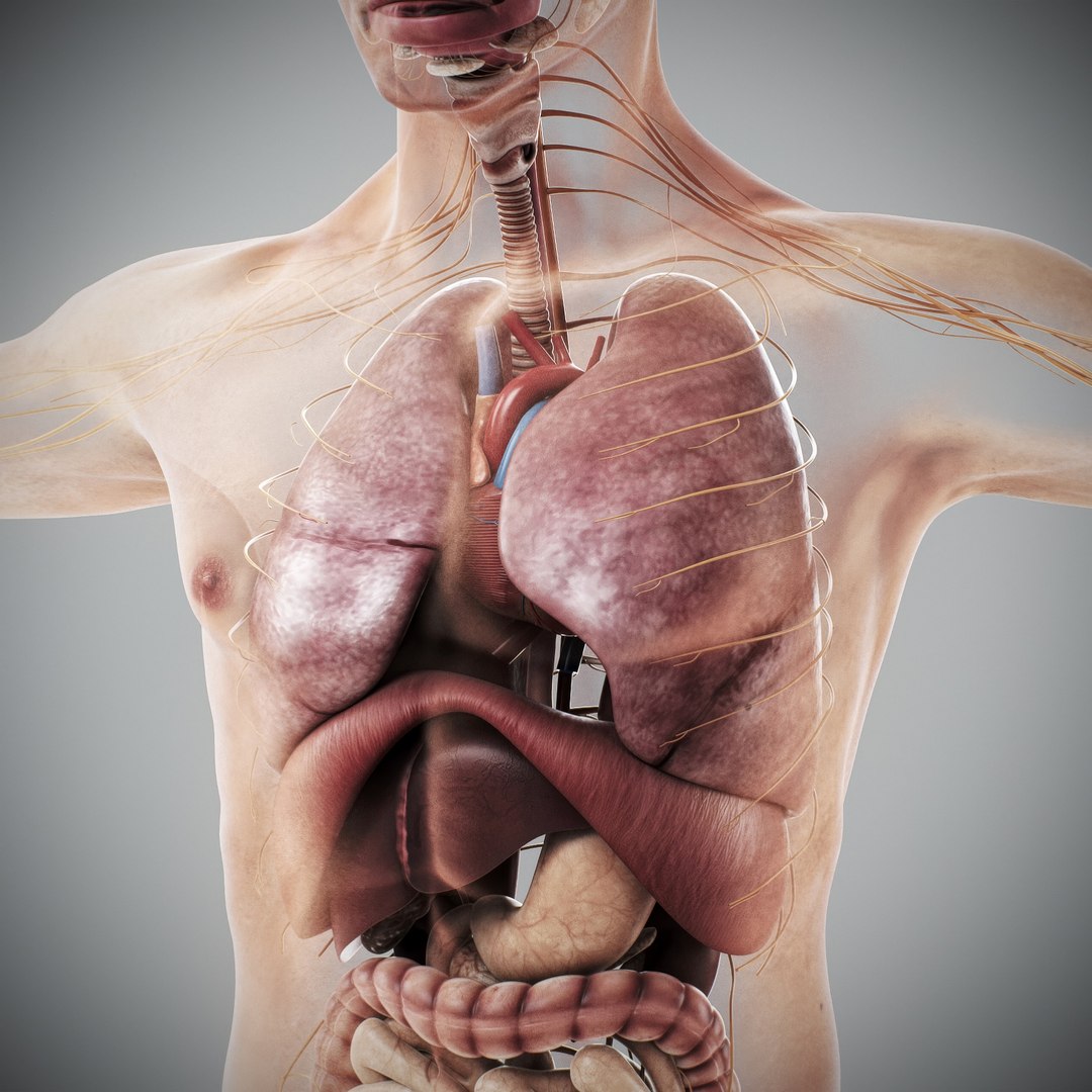 3d https://p.turbosquid.com/ts-thumb/ix/DEmZHd/Dm/humanmaleandfemalecompleteanatomy56/jpg/1748534774/1920x1080/fit_q87/0773b0e659785bf4089ba956c6948ee30a4dd992/humanmaleandfemalecompleteanatomy56.jpg