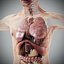 Human Male  Female Complete Anatomy