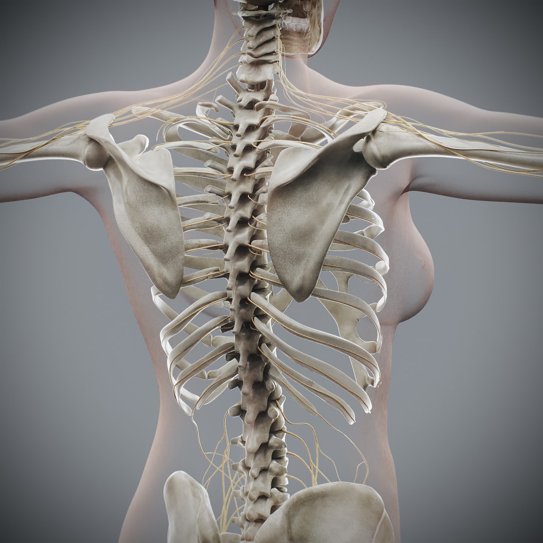 3d https://p.turbosquid.com/ts-thumb/ix/DEmZHd/Do/humanmaleandfemalecompleteanatomy67/jpg/1748534780/1920x1080/fit_q87/36ad30acccbdfffb88d9b26b8c39492a58c4fca4/humanmaleandfemalecompleteanatomy67.jpg