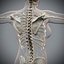 Human Male  Female Complete Anatomy