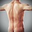 Human Male  Female Complete Anatomy