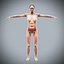 Human Male  Female Complete Anatomy