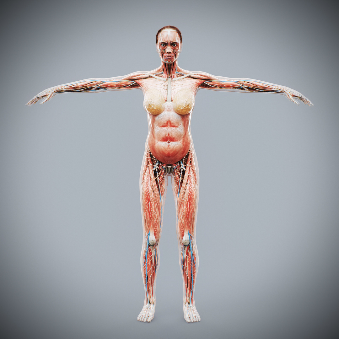 3d https://p.turbosquid.com/ts-thumb/ix/DEmZHd/G1/female_anatomy_ts360/jpg/1748534675/1920x1080/turn_fit_q99/a5c31b8f7580dcb48b4777f9e80b169308252e98/female_anatomy_ts360-1.jpg