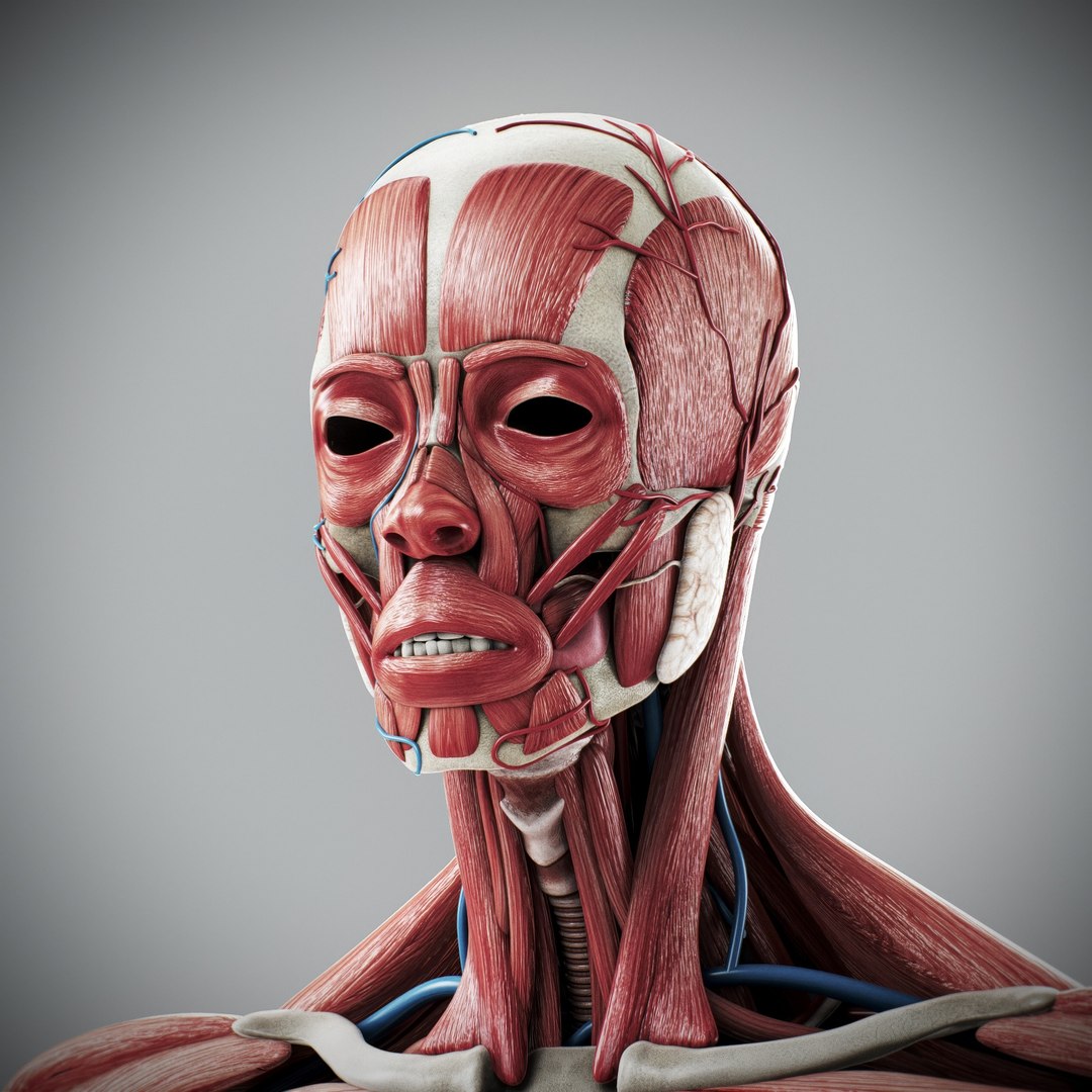 3d https://p.turbosquid.com/ts-thumb/ix/DEmZHd/H4/humanmaleandfemalecompleteanatomy13/jpg/1748534752/1920x1080/fit_q87/70d4ab3cb71c60cd6e48cb2a3e3f555ba8e6a23a/humanmaleandfemalecompleteanatomy13.jpg