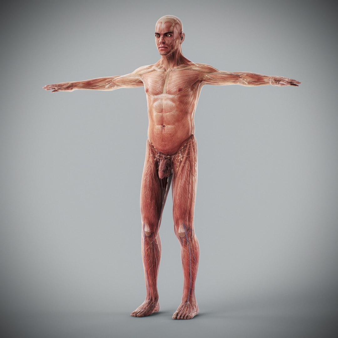 3d https://p.turbosquid.com/ts-thumb/ix/DEmZHd/H5/humanmaleandfemalecompleteanatomy45/jpg/1748534768/1920x1080/fit_q87/7034f71647dd3da473e5c5b2cc00f24b67dcf81c/humanmaleandfemalecompleteanatomy45.jpg