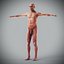 Human Male  Female Complete Anatomy