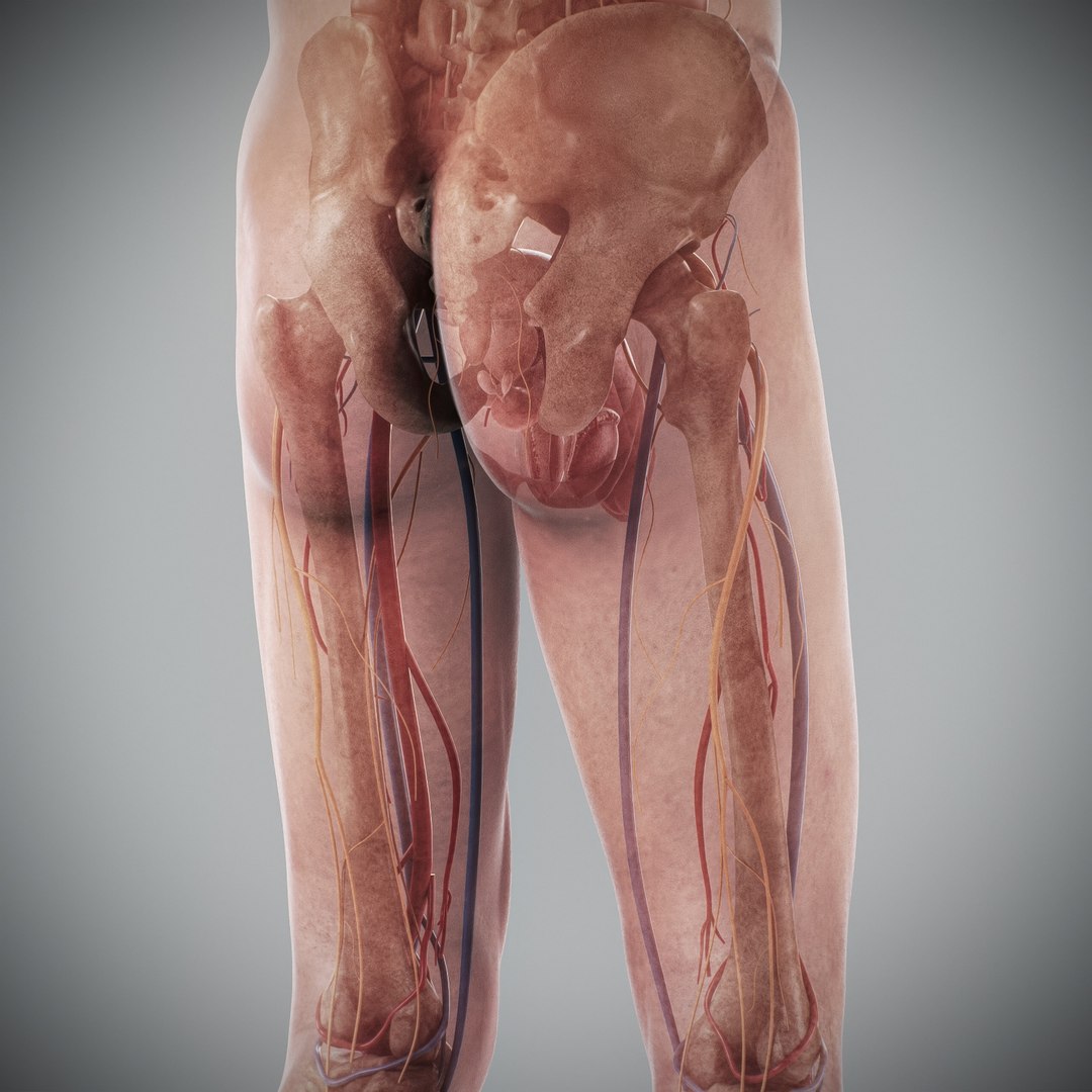 3d https://p.turbosquid.com/ts-thumb/ix/DEmZHd/Hb/humanmaleandfemalecompleteanatomy76/jpg/1748534784/1920x1080/fit_q87/2f78da72a02e0256492fbf170a13ecdec3853612/humanmaleandfemalecompleteanatomy76.jpg
