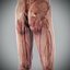 Human Male  Female Complete Anatomy