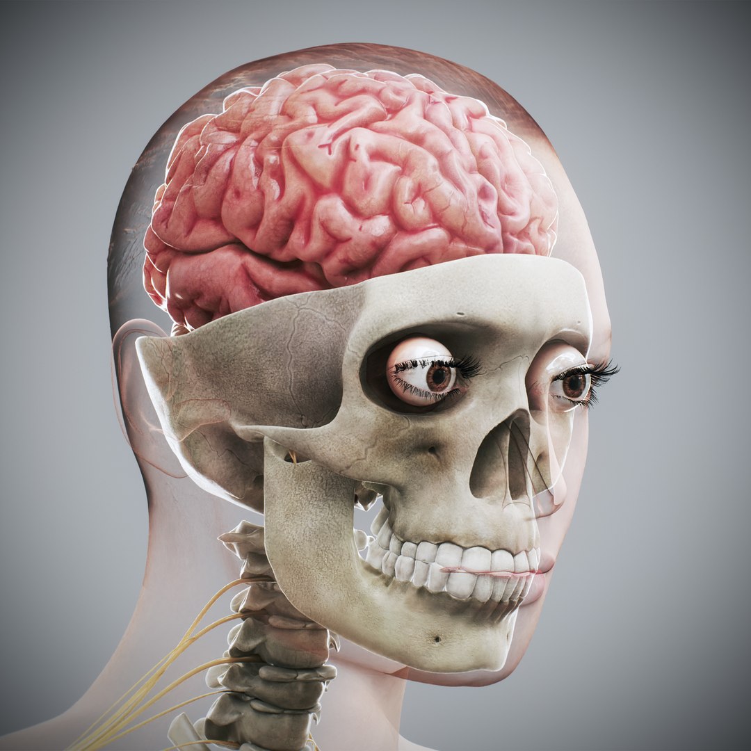 3d https://p.turbosquid.com/ts-thumb/ix/DEmZHd/Hy/humanmaleandfemalecompleteanatomy39/jpg/1748534765/1920x1080/fit_q87/e5a467f325bcad8b06e8005ee4602accbd8c2cd7/humanmaleandfemalecompleteanatomy39.jpg