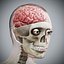 Human Male  Female Complete Anatomy