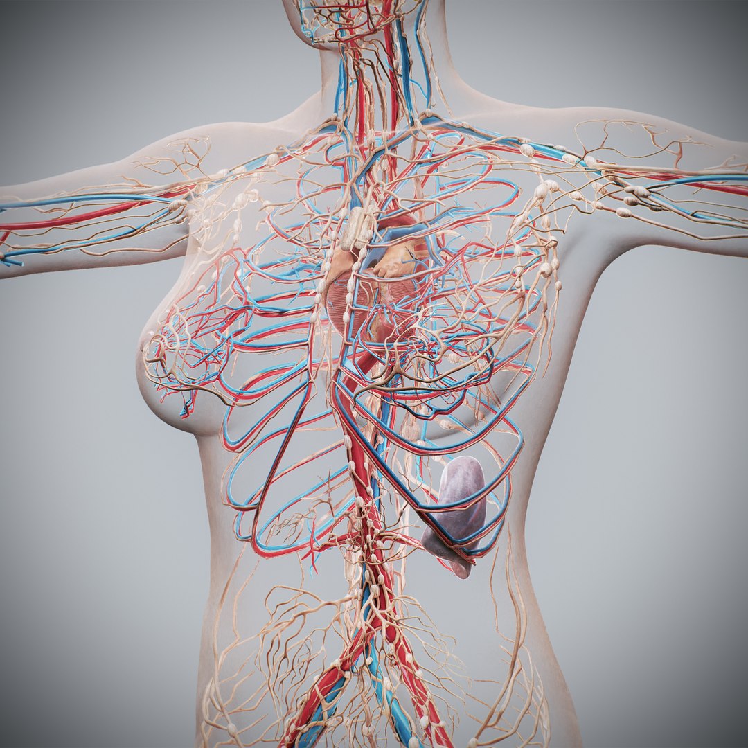 3d https://p.turbosquid.com/ts-thumb/ix/DEmZHd/Ic/humanmaleandfemalecompleteanatomy59/jpg/1748534775/1920x1080/fit_q87/9c09650d27c0f4fd843ab9bad82ccc5e0a57fab3/humanmaleandfemalecompleteanatomy59.jpg