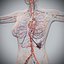Human Male  Female Complete Anatomy