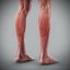 Human Male  Female Complete Anatomy