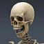Human Male  Female Complete Anatomy