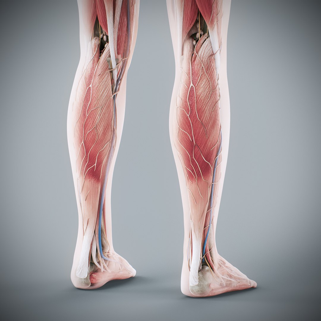 3d https://p.turbosquid.com/ts-thumb/ix/DEmZHd/Jf/humanmaleandfemalecompleteanatomy88/jpg/1748534790/1920x1080/fit_q87/872d5d277aec64b617025ac03f90c678832ca760/humanmaleandfemalecompleteanatomy88.jpg