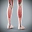Human Male  Female Complete Anatomy
