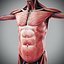 Human Male  Female Complete Anatomy