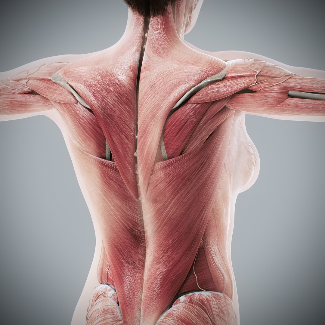 3d https://p.turbosquid.com/ts-thumb/ix/DEmZHd/LR/humanmaleandfemalecompleteanatomy65/jpg/1748534778/1920x1080/fit_q87/d97979ecc316ade70400751399cfc51dd874c59d/humanmaleandfemalecompleteanatomy65.jpg