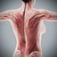Human Male  Female Complete Anatomy