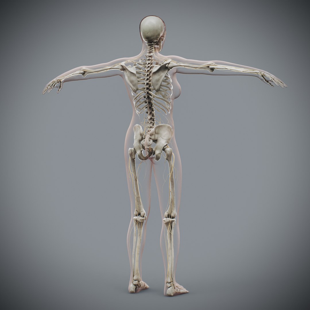 3d https://p.turbosquid.com/ts-thumb/ix/DEmZHd/MF/humanmaleandfemalecompleteanatomy51/jpg/1748534771/1920x1080/fit_q87/d770a838649e912c6353d0ac9852ac2fc685c6fb/humanmaleandfemalecompleteanatomy51.jpg