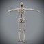 Human Male  Female Complete Anatomy