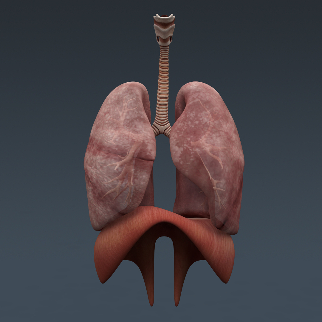 Anatomia Feminina de Mama Humana Modelo 3D - TurboSquid 535804