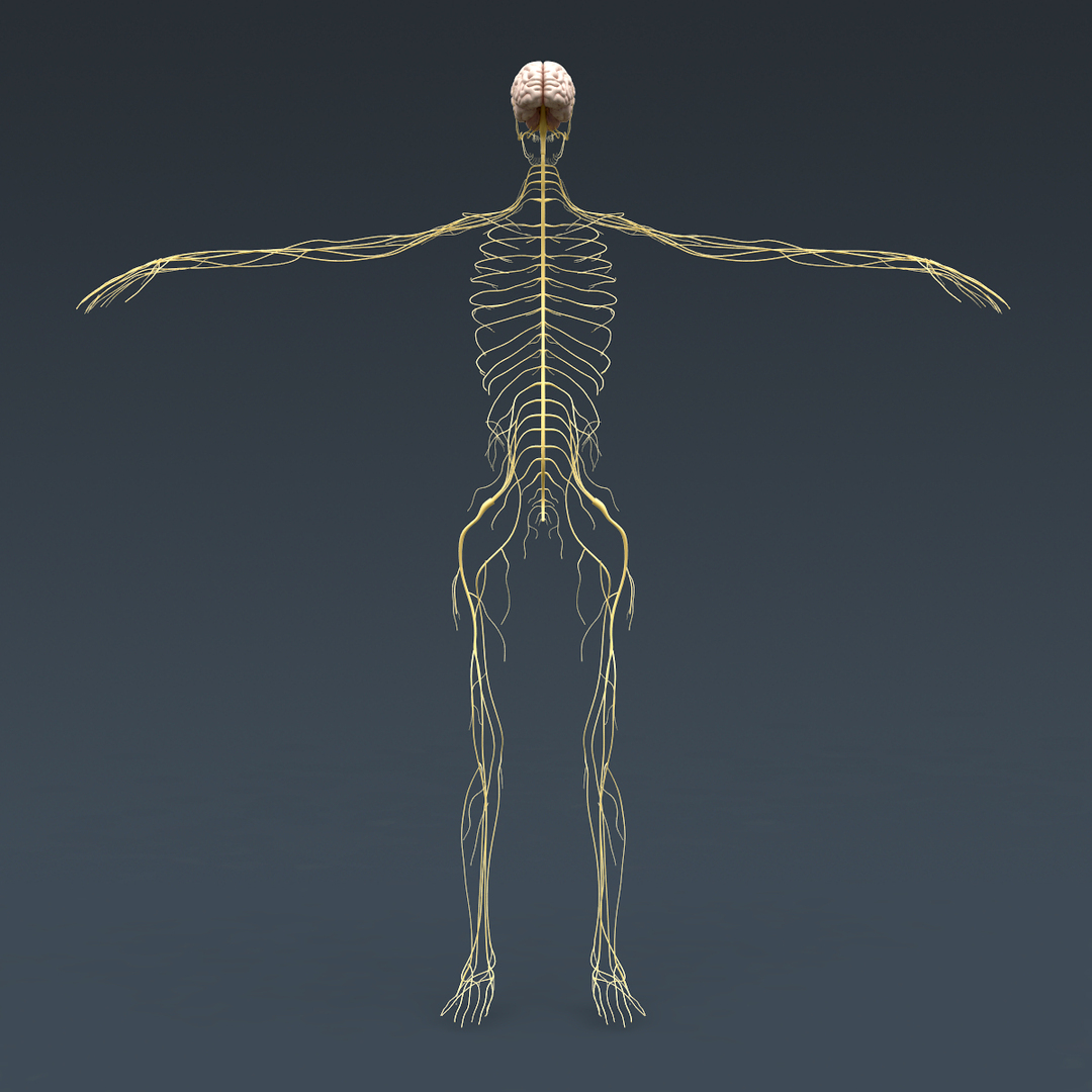 symmetry!! full body female human anatomy concept