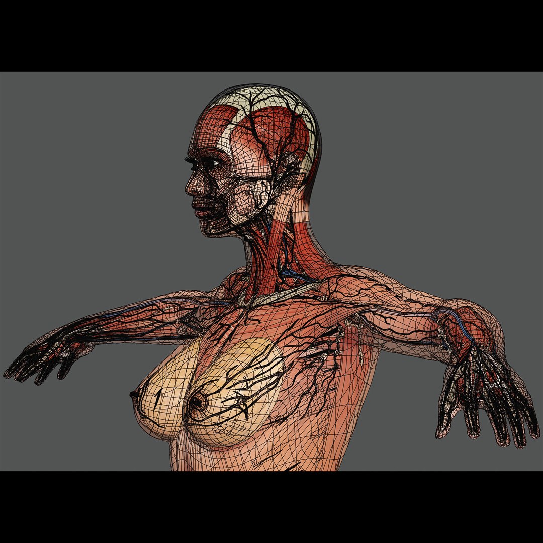 3d https://p.turbosquid.com/ts-thumb/ix/DEmZHd/Ml/humanmaleandfemalecompleteanatomy30/jpg/1748534762/1920x1080/fit_q87/451692387a72a198a1daf5f13112de95dd587199/humanmaleandfemalecompleteanatomy30.jpg